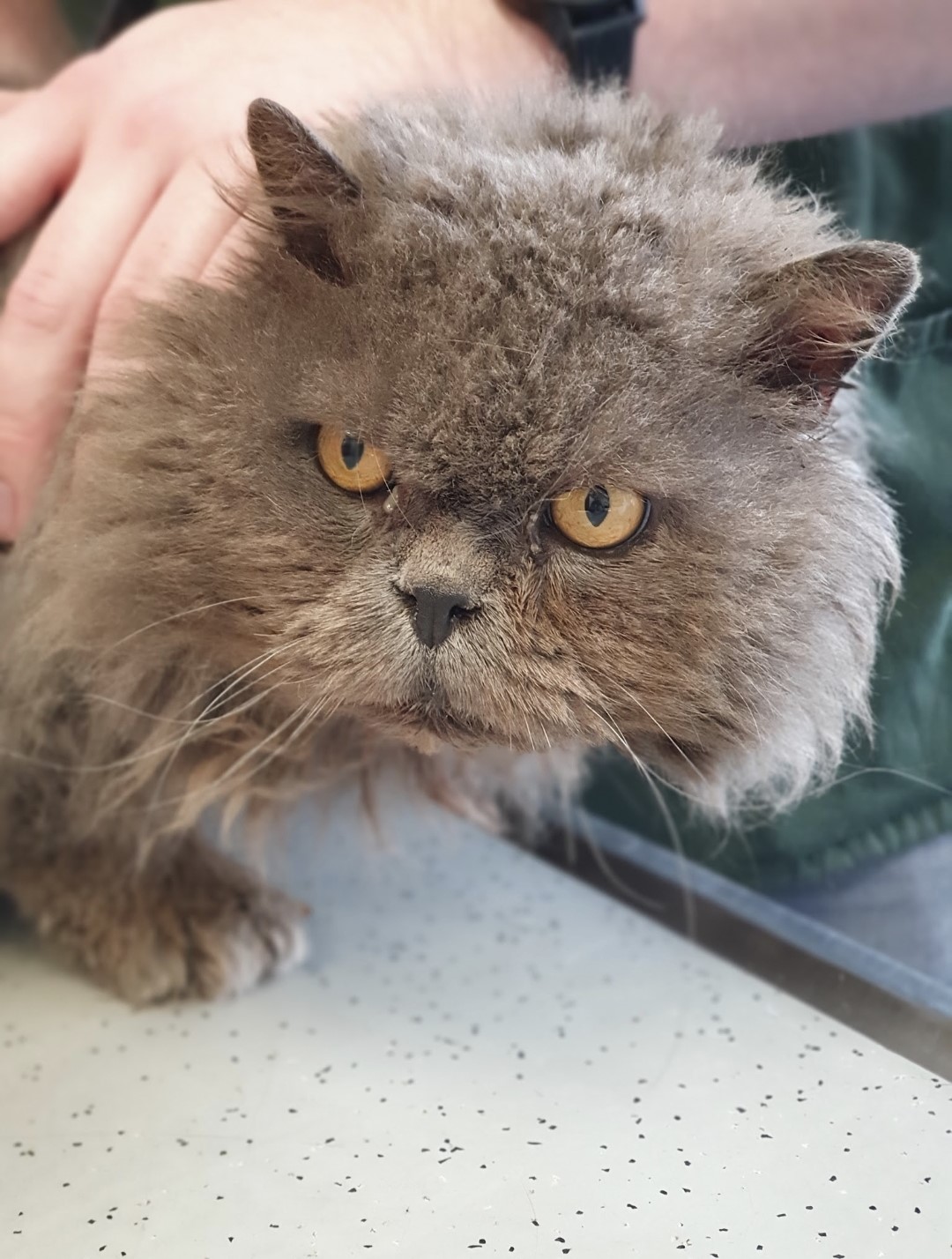 An image of a cat called Buttons.