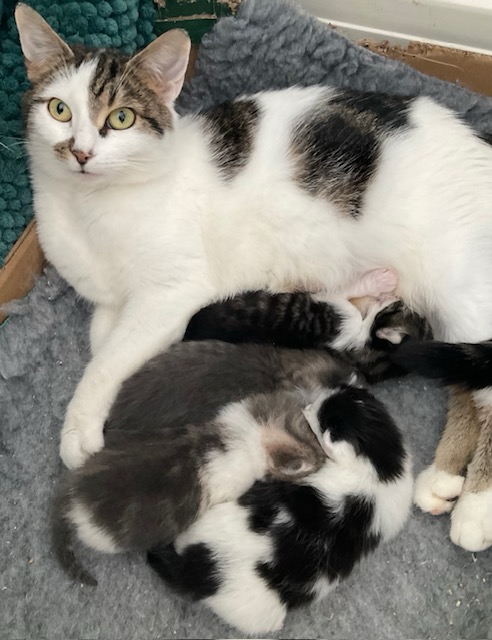 An image of cats.