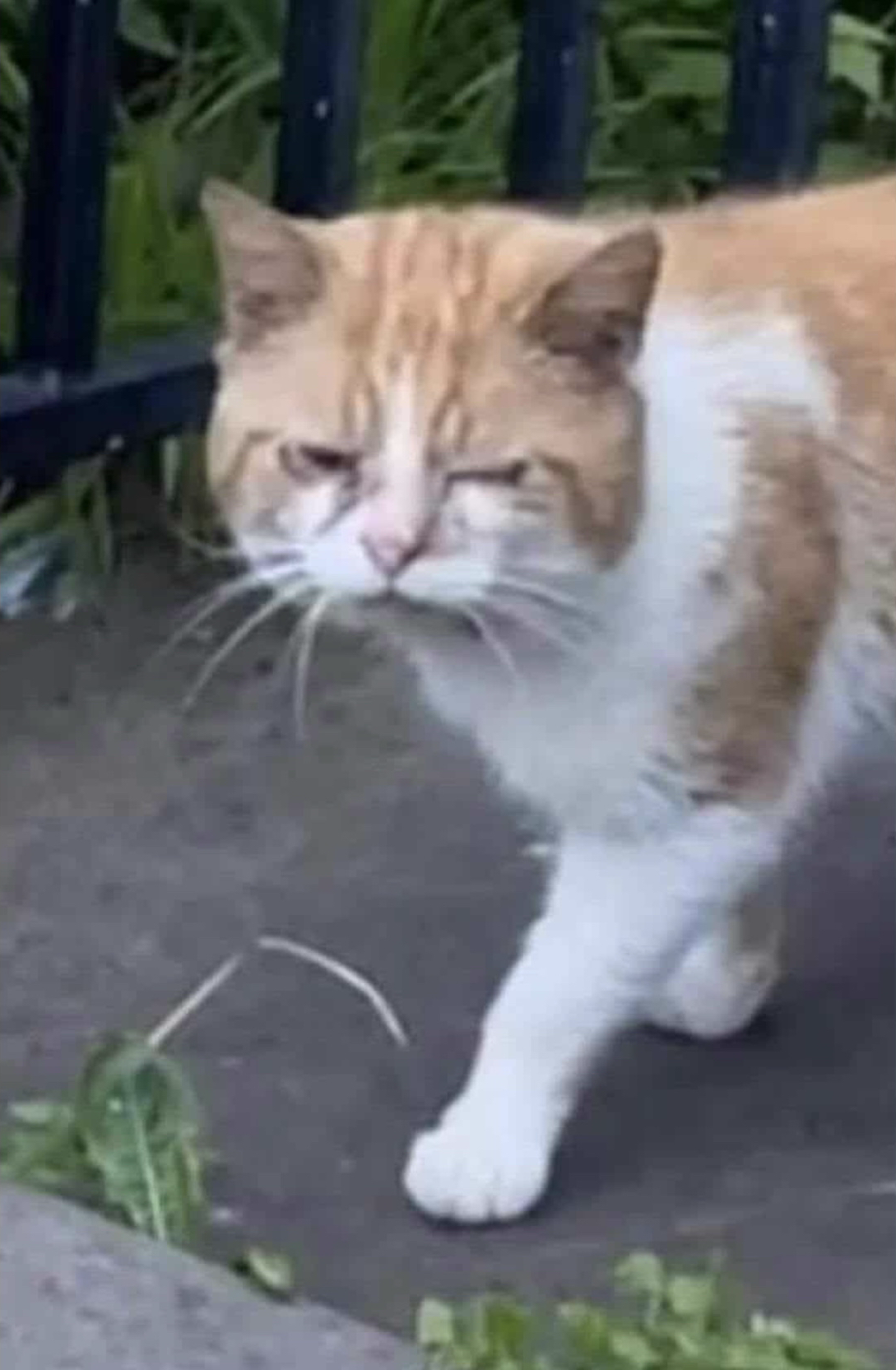 Copper wandering the streets after being abandoned.