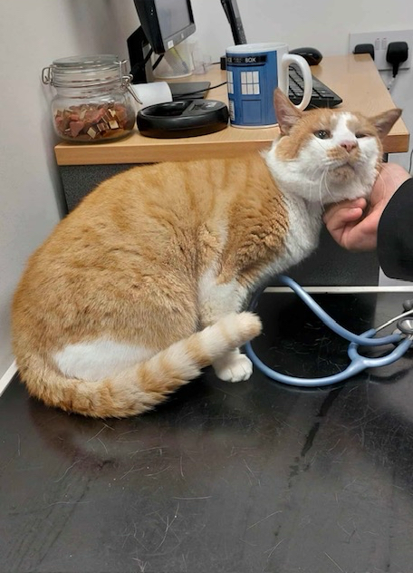 Copper being checked out and treated at the vets.